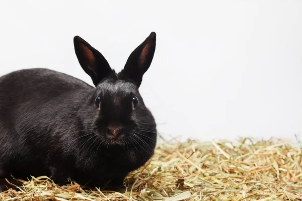 Zvědavý králík pozadí — Stock fotografie