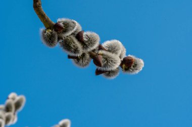 Çiçek açmadan önce söğütler