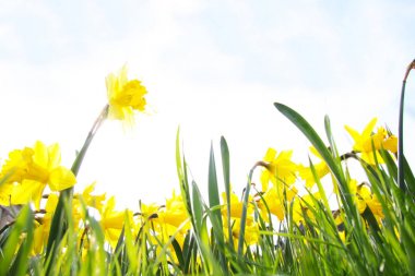 İçinde belgili tanımlık backlight görünümünün bahar güneş sarı nergis (Narcissus) çiçekler için güneşli bir bahar kopya alanı ile güzel bir sarı nergis Close-Up