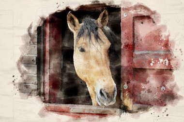 Watercolor painting of a brown horse standing in the barn with head looking out the ledge stable door - illustration clipart