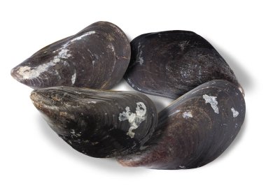 Beyaz arkaplanda seçici odaklı midye grubu.