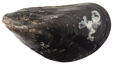 Beyaz arka planda izole edilmiş son derece yakından midye kabuğu. En üst görüntü.