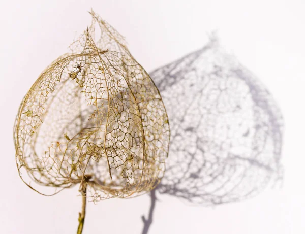 Golden dry skeleton part of fallen foliage from Chinese Lantern flower with shadow on white background. The tissue has been broken down by decomposition, leaving the fine gold network. Decorative macro close up. Selective focus.