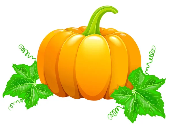 Beautiful ripe orange pumpkin — Stock Vector