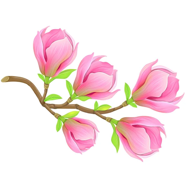 Rosa fjäder magnolia gren — Stock vektor
