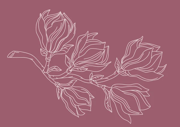 Dessin de branche Magnolia . — Image vectorielle