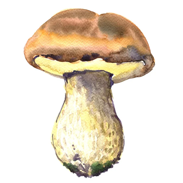 Skog, ätbara boletus edulis svamp, porcini svamp, isolerade, akvarell illustration — Stockfoto