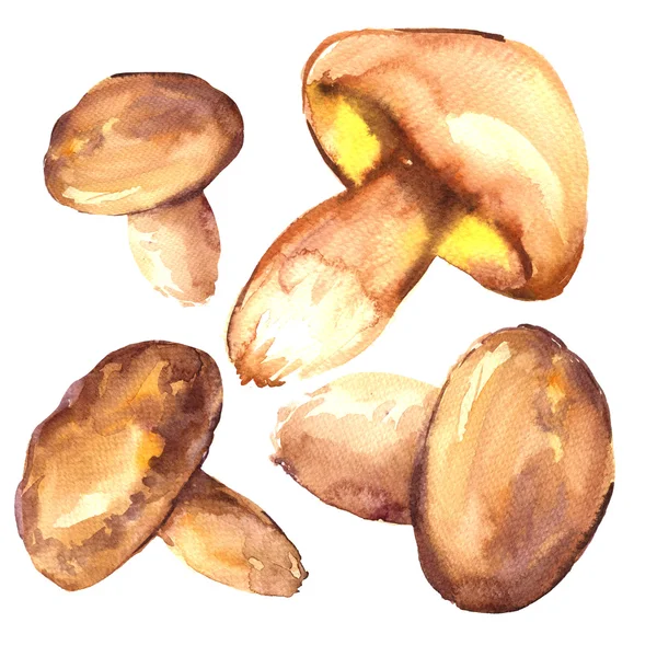 Bos, eetbare greasers paddestoelen ingesteld, geïsoleerde, aquarel illustratie op wit — Stockfoto