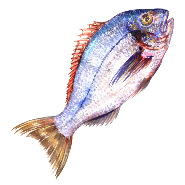 Fresh ocean blue fish isolated, watercolor illustration, white background — Stock Photo, Image