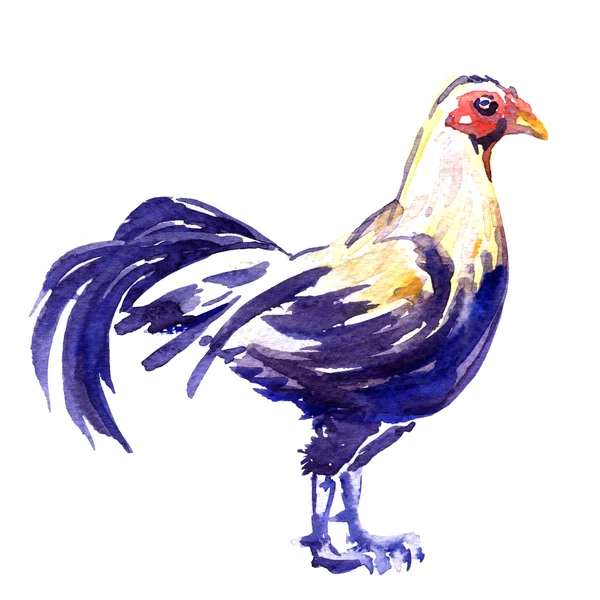 Lucha contra la polla, gamecock macho aislado, acuarela ilustración en blanco —  Fotos de Stock
