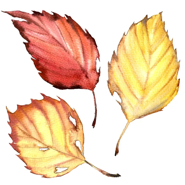 Herbst-Buchenblätter in rot, gelbe Farben isoliert, Aquarell-Illustration — Stockfoto