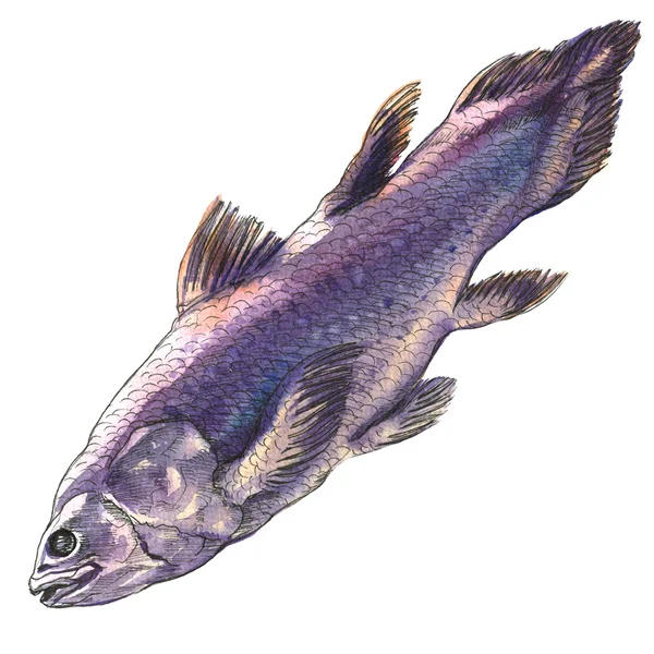 Coelacanth fish, latimeria chalumnae, ізольовані, акварельні ілюстрації на білому — стокове фото