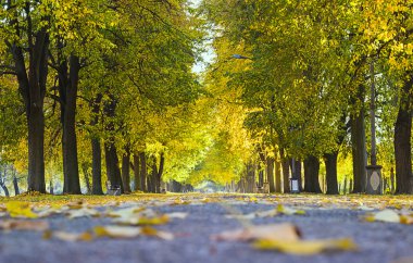 Güzel sonbahar Şehir Parkı ağaçlar ve banklar. Manzara. Geçit
