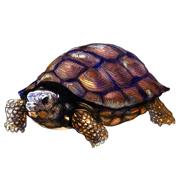 Sea old turtle isolated, watercolor illustration on white — Stock Photo, Image