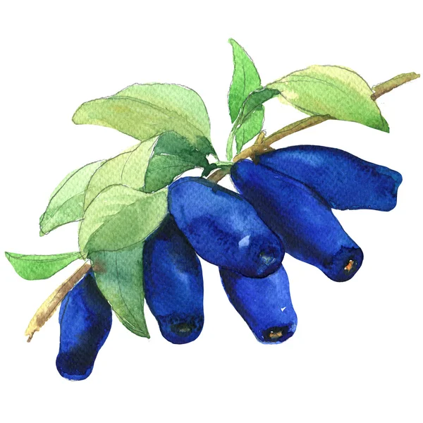 Ripe Honeyberries, Honeysuckle Berries branch isolated, watercolor illustration on white — Stock Photo, Image