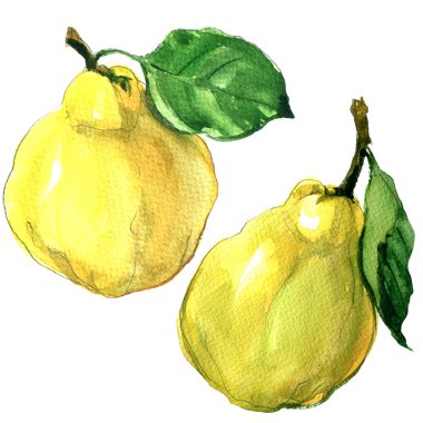 ripe quince fruit with leaf isolated, watercolor illustration on white clipart