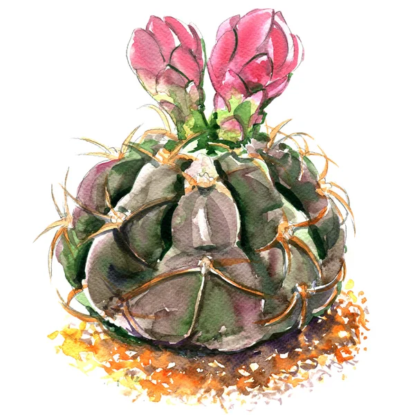 Kaktus mit rosa Blüten isoliert, Aquarell-Illustration auf Weiß — Stockfoto