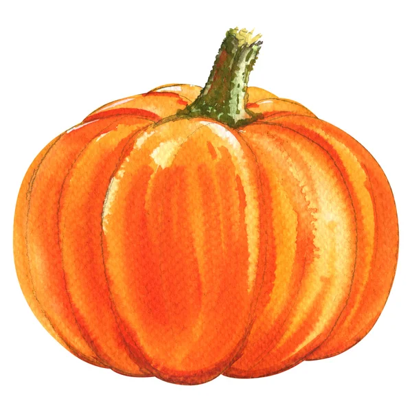 Fresh orange pumpkin isolated, watercolor illustration on white — Stock fotografie