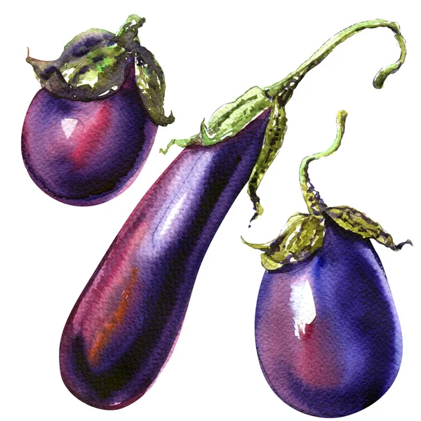 Trzy surowych bakłażanów lub bakłażan warzyw ilustracja na białym tle, akwarela — Zdjęcie stockowe