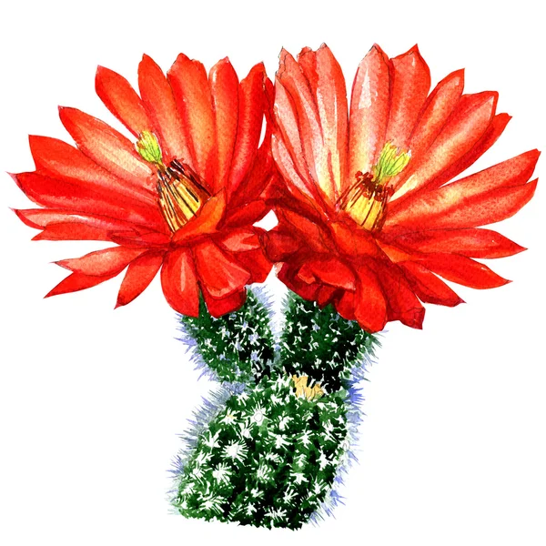 Cactus con fiore rosso isolato, illustrazione ad acquerello su bianco — Foto Stock