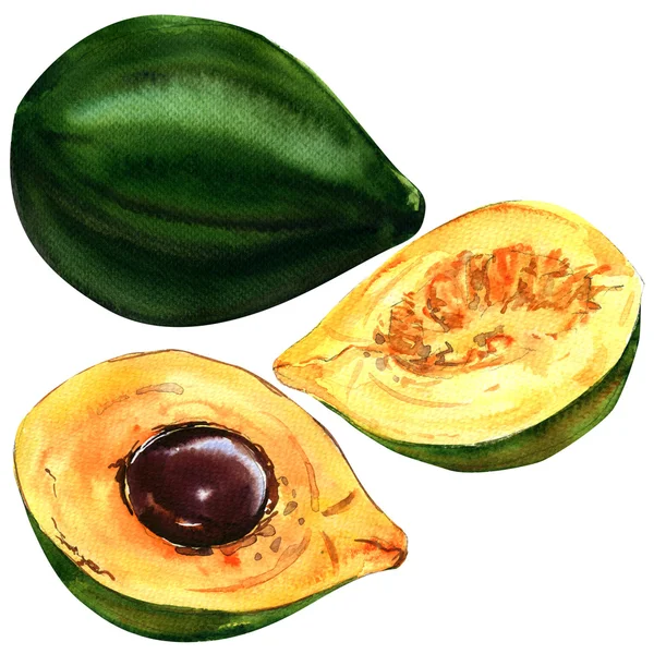 Pouteria lucuma, peruvian fruit, cut and whole. Isolated, watercolor illustration — ストック写真