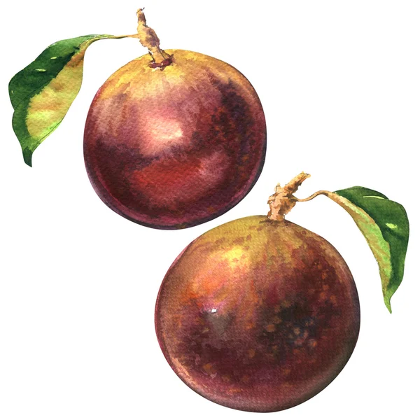 Reife lila Sternapfelfrucht, Chrysophyllum cainito isoliert, Aquarell-Illustration — Stockfoto