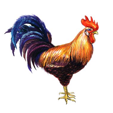 Güzel horoz, parlak kırmızı horoz beyaz izole, suluboya resim