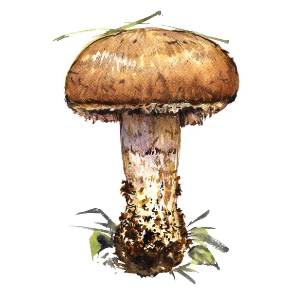 牛肝菌蓝靛果森林蘑菇上白色的孤立、 水彩插图 — 图库照片