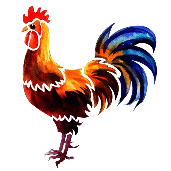 Hermoso gallo, polla de color rojo brillante aislado, acuarela ilustración en blanco —  Fotos de Stock