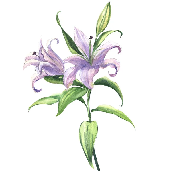 Bloeien mooie blauwe of paarse lelie bloem geïsoleerd, aquarel illustratie — Stockfoto