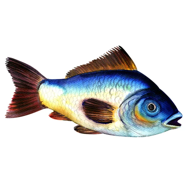 빅 블루 원시 잉어 물고기 화이트에 절연, 수채화 그림 — 스톡 사진