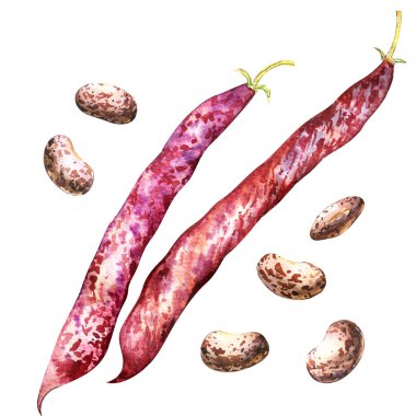 Color borlotti beans and pod isolated, watercolor illustration on white clipart