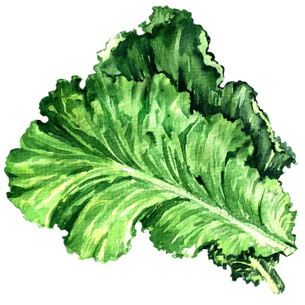 Hoja de ensalada, lechuga fresca aislada, acuarela ilustración en blanco — Foto de Stock