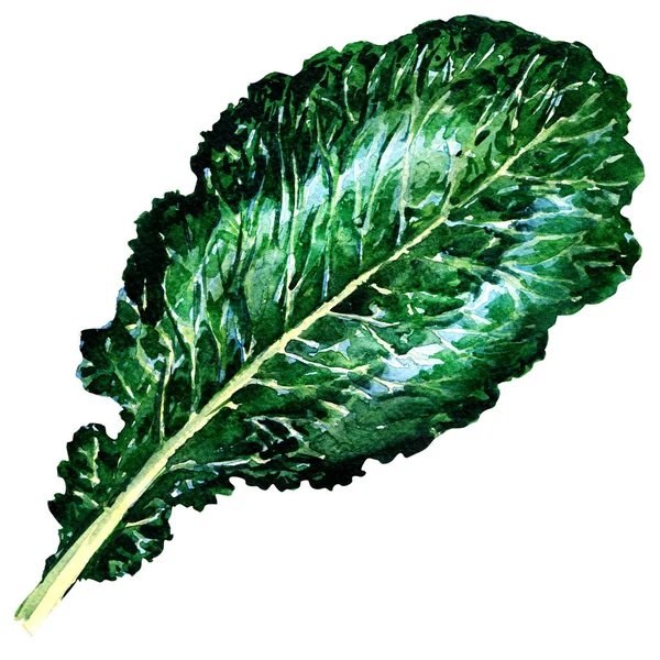 Fresh collard greens isolated, watercolor illustration on white — Stock Image Fresh collard greens isolated, watercolor illustration on white Stock Picture