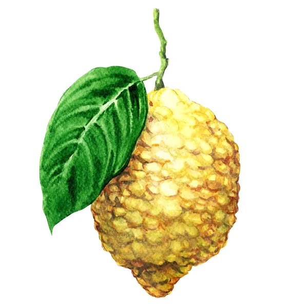 Citron frais japonais, agrumes, isolé, aquarelle illustration sur blanc — Photo