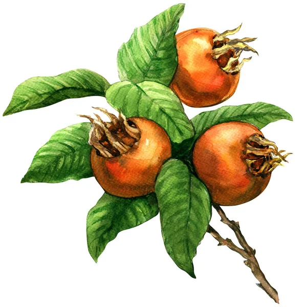 Mogen gemensamma medlar frukt, mispel, mespilus germanica, isolerade, akvarell illustration — Stockfoto