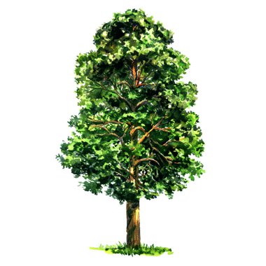 Köknar çam ağacı beyaz üzerine suluboya illüstrasyon izole,