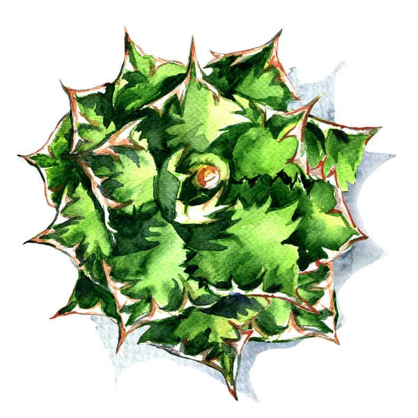 용 설 란, 녹색 식물, 절연, 상위 뷰 화이트에 수채화 그림 — 스톡 사진