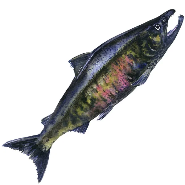 Pacific chum salmon, peixe capturado fresco isolado, ilustração aquarela — Fotografia de Stock