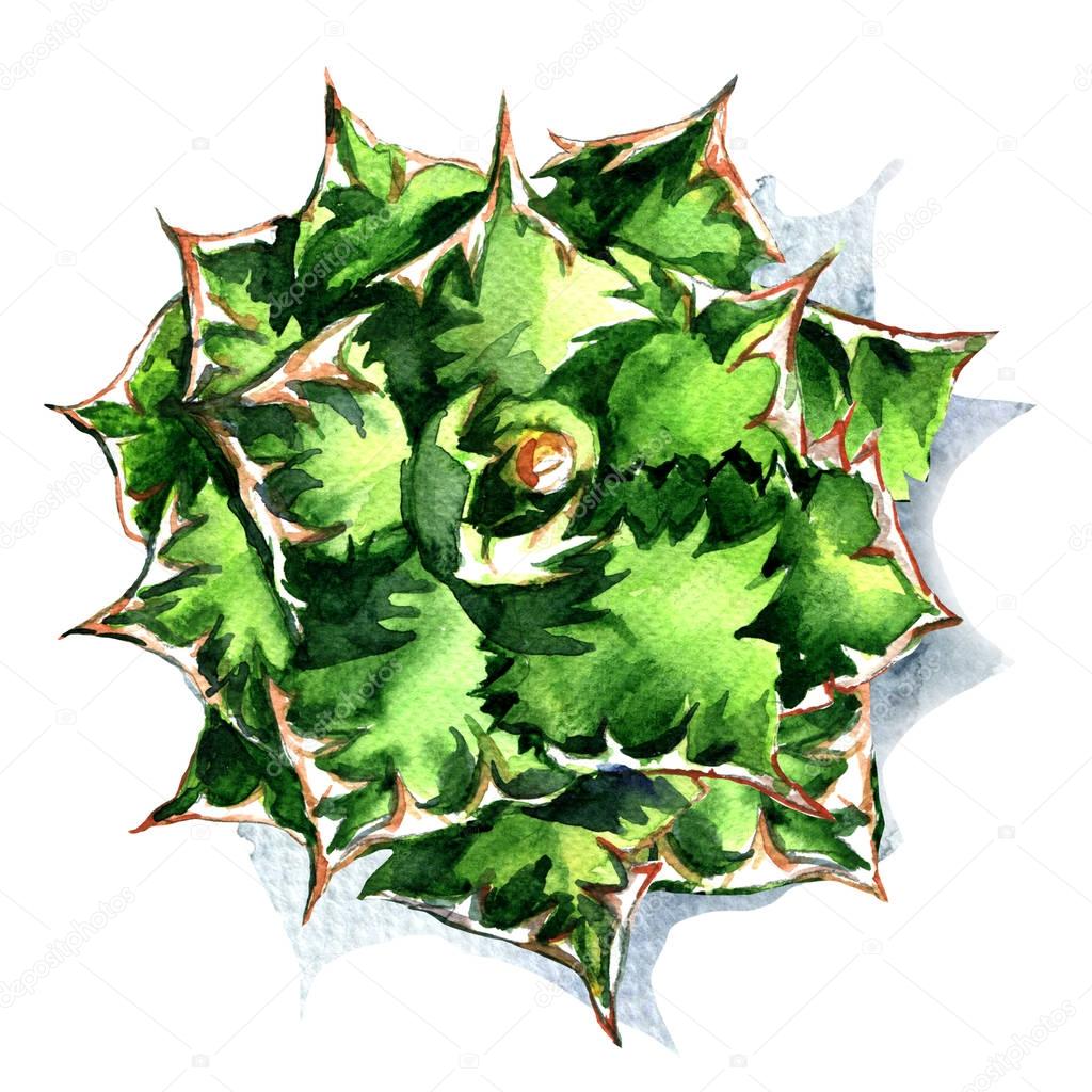 Agave, green plant, top view isolated, watercolor illustration on white