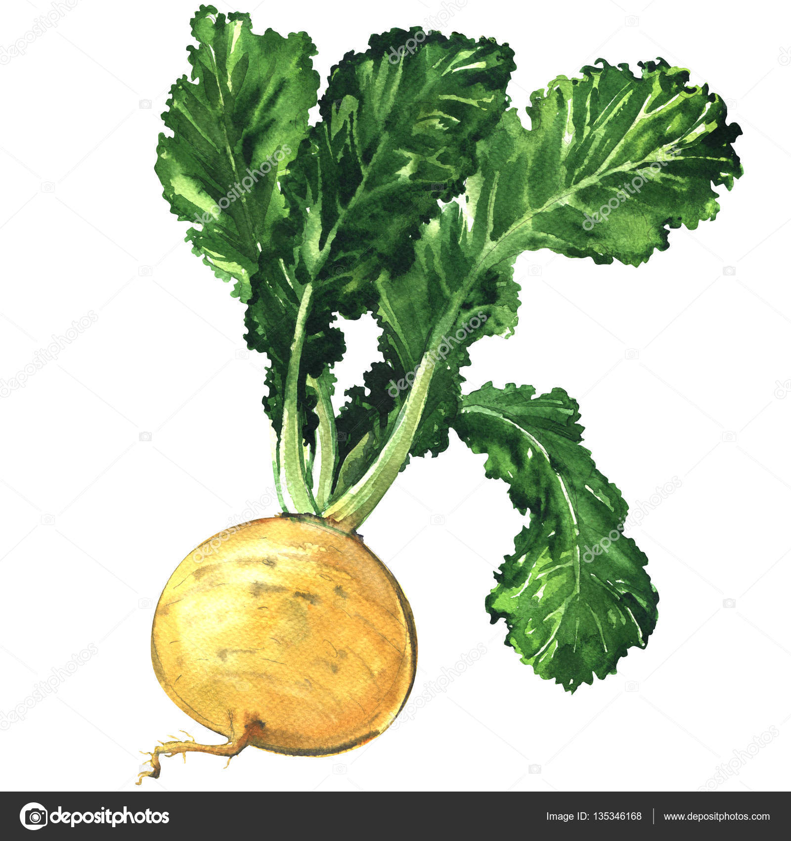Rübe Rübe
