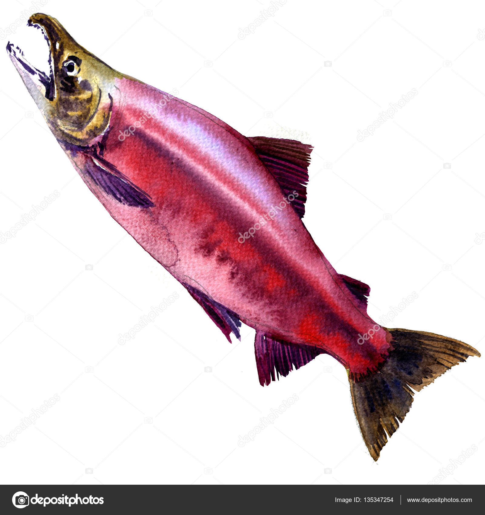 Red Sockeye, Kokanee Salmon, Oncorhynchus nerka isolated, watercolor  illustration — Stock Photo © deslns #135347254