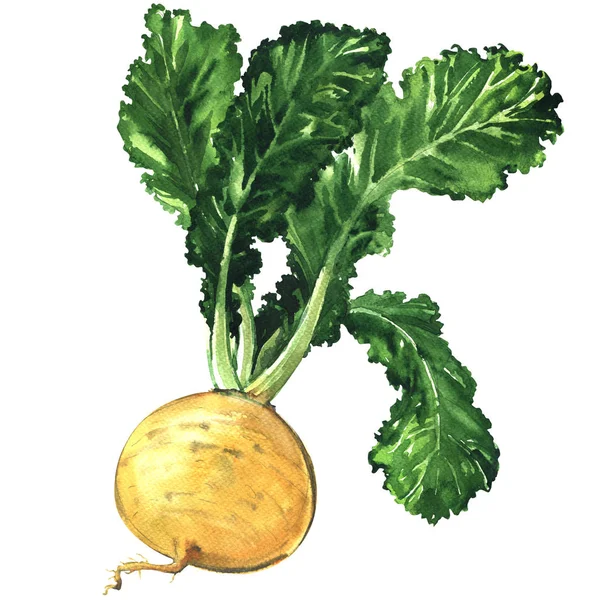 Yellow ripe turnip isolated, watercolor illustration on white — Stock Photo, Image