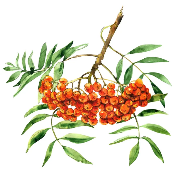 Rowan berries with leaves, bunch, isolated, watercolor illustration on white — Stock Photo, Image