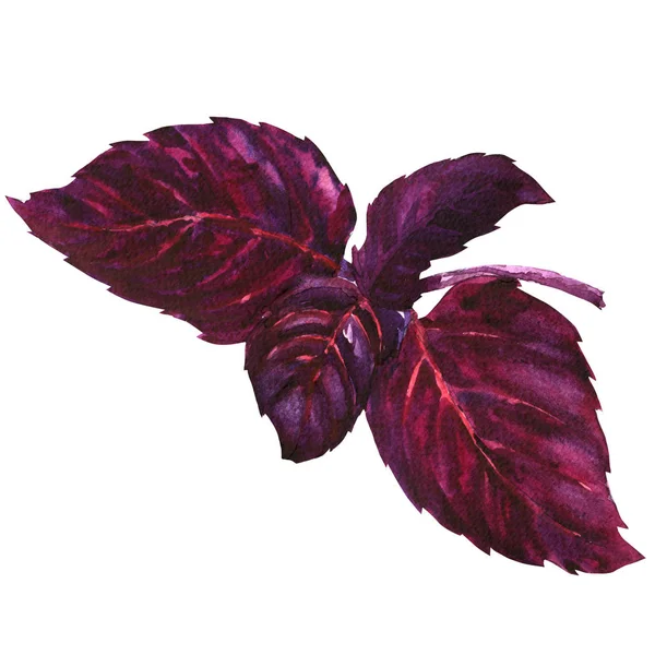Frisches Purpur, Rot, Basilikumblätter, isoliert, Aquarell auf Weiß — Stockfoto