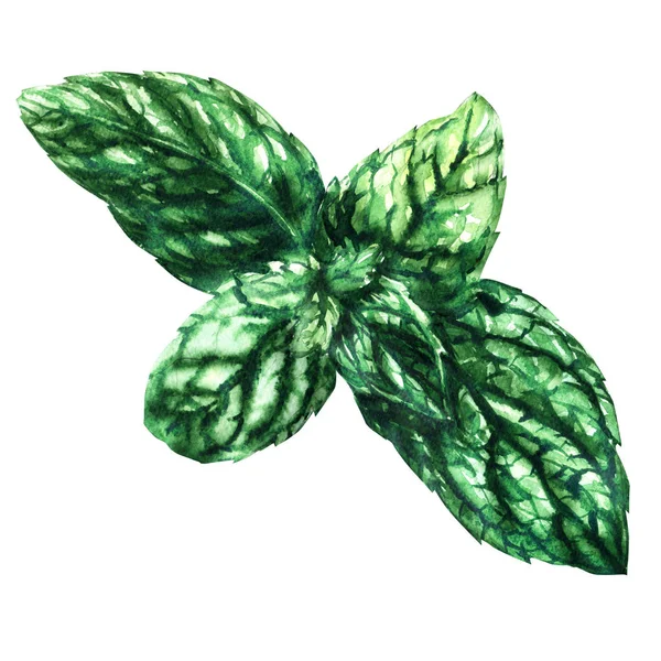 新鲜的绿罗勒叶，孤立的在白色的水彩插图 — 图库照片