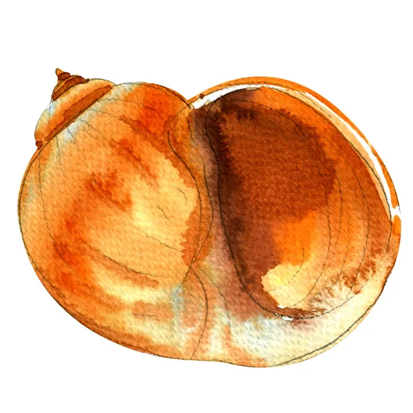 Sea shell closeup isolated, watercolor illustration on white — Stock Photo, Image