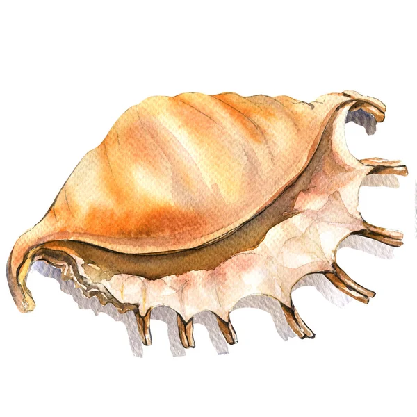 Морська черепашка, раковина крупним планом ізольована, акварельна ілюстрація на білому — стокове фото