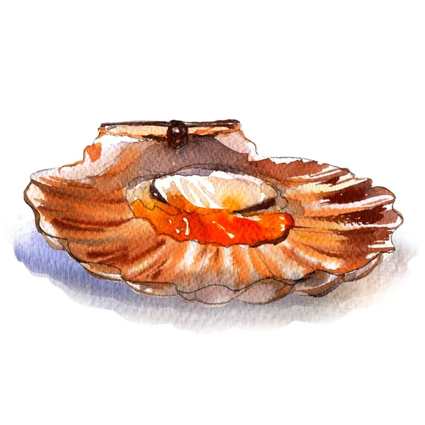 Raw open scallop, pecten, seafood, isolated, watercolor illustration, white background — Stock Photo, Image