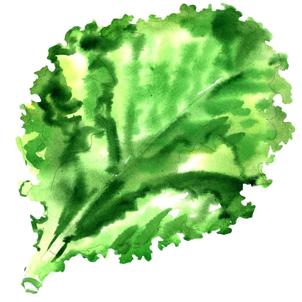 Salad leaf, fresh lettuce isolated, watercolor illustration on white — Stock Photo, Image